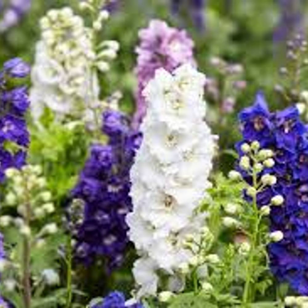 Delphinium 3 x 10 Güte Sorte 60cm