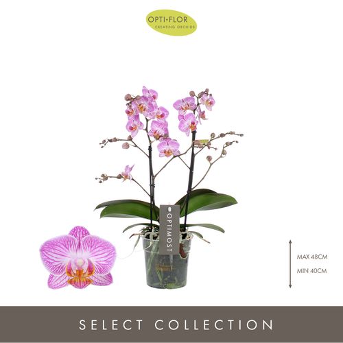 Phal.2-R lila Honey Optimost T12 H45