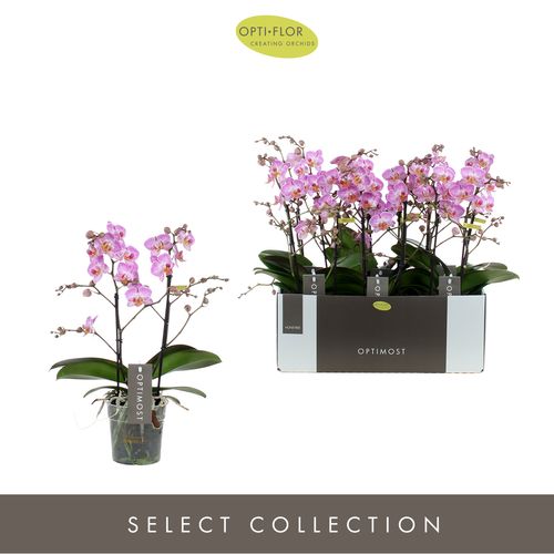 Phal.2-R lila Honey Optimost T12 H45