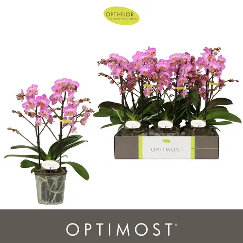 Phal.2-R lila Honey Optimost T12 H045