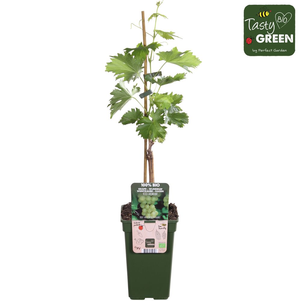 Bio Weintraube weiss Lakemount T19 H50