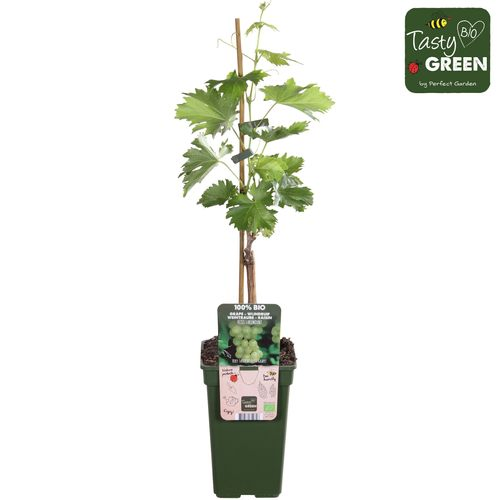 Bio Weintraube weiss Lakemount T19 H50