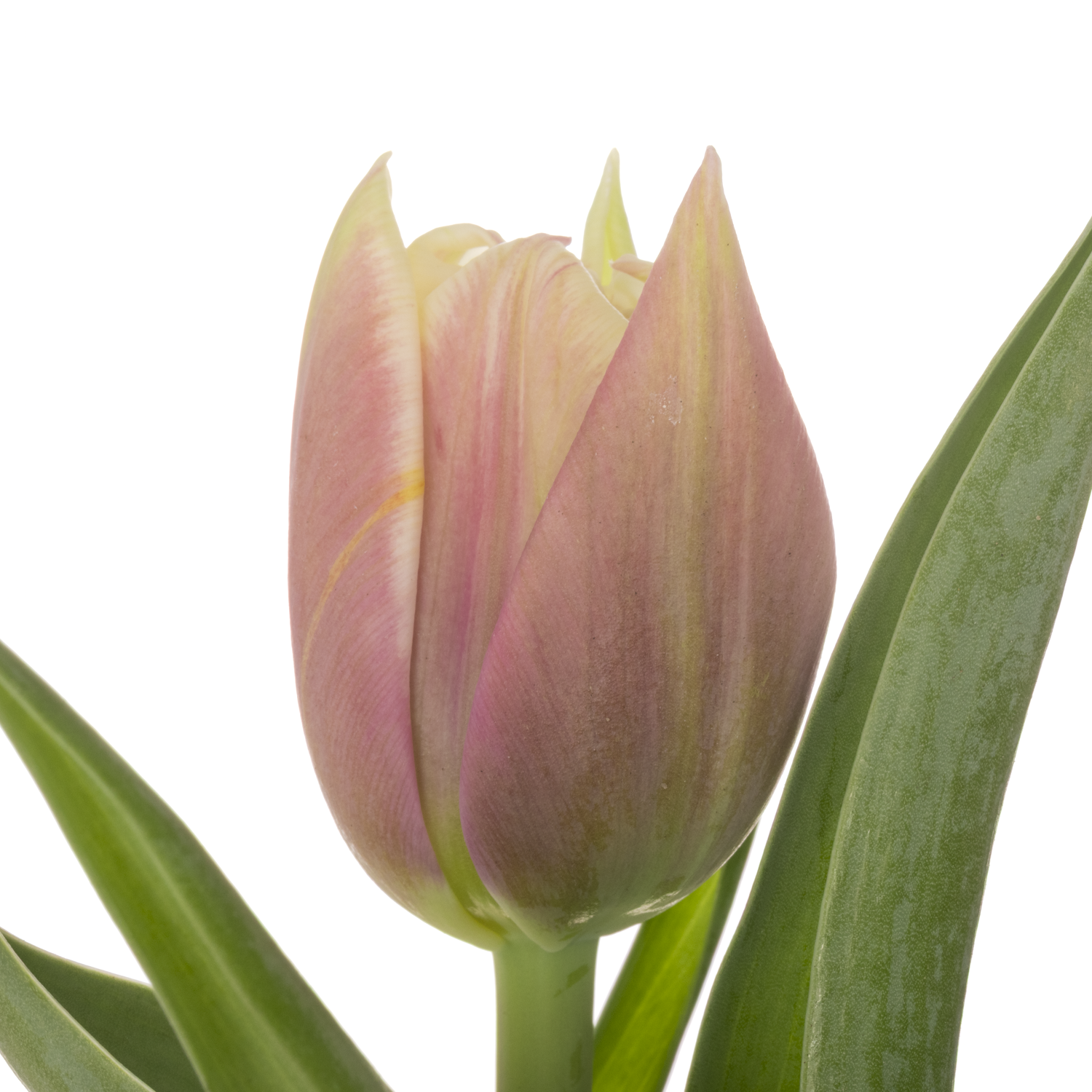 Tulpe weiss/rosa doppel Sambuca Duin 42 Gramm