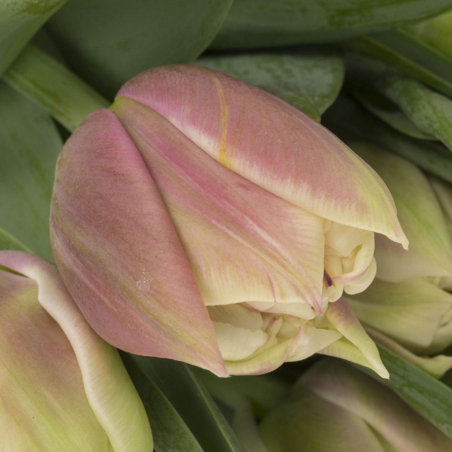 Tulpe weiss/rosa doppel Sambuca Duin 42 Gramm