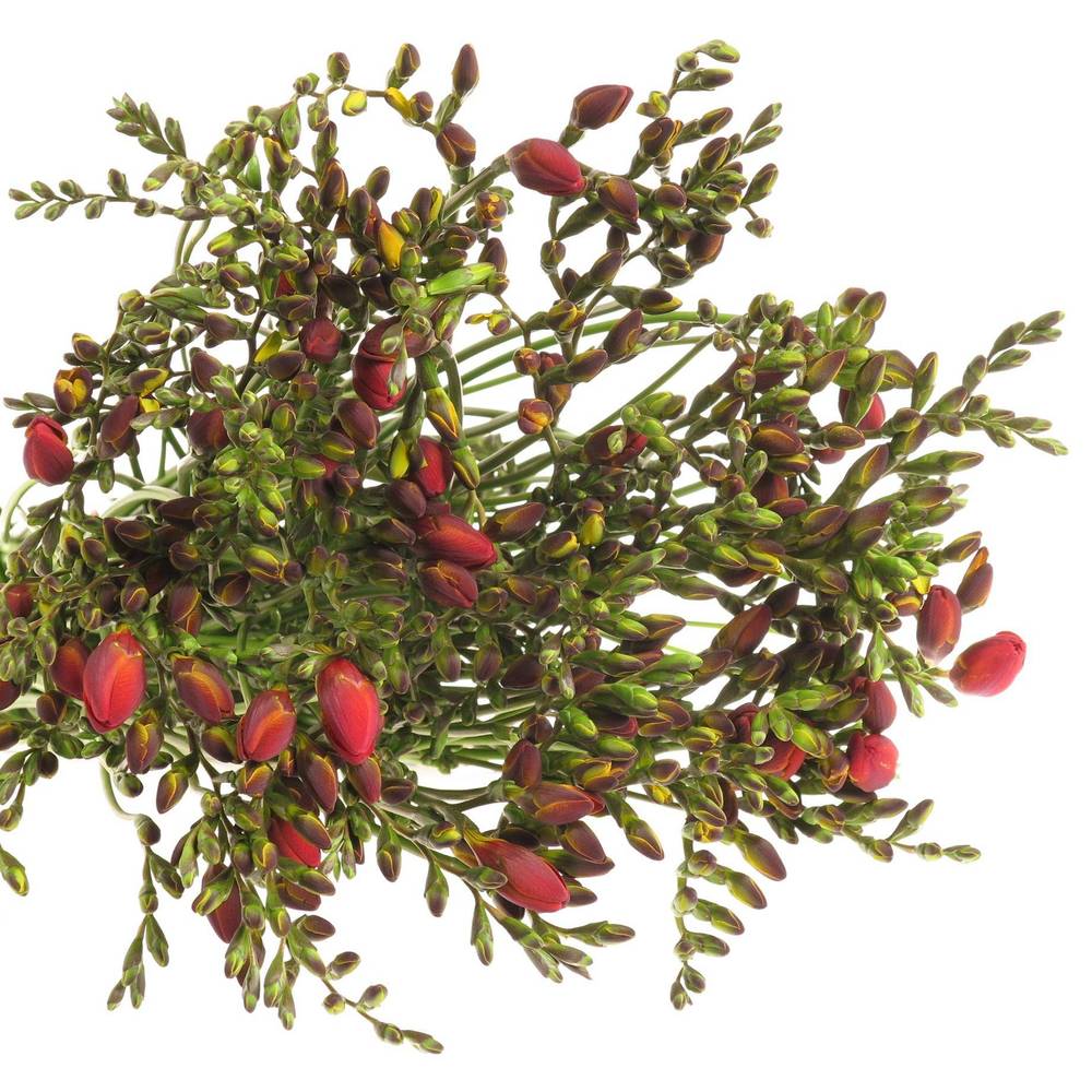 Freesie rot Rubina River 20 Gramm