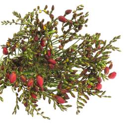 Freesie rot Rubina River 20 Gramm