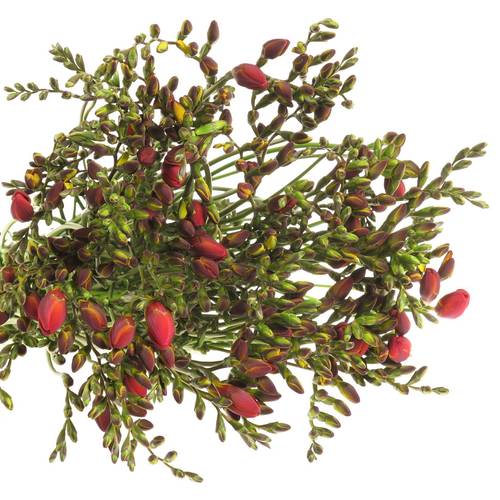 Freesie rot Rubina River 20 Gramm