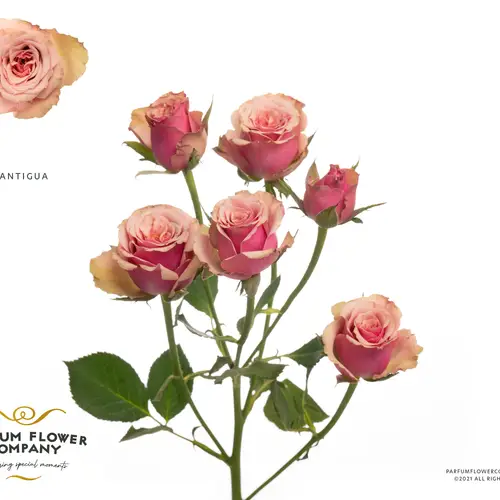 Rose verzweigt apricot/rosa Antigua 50cm