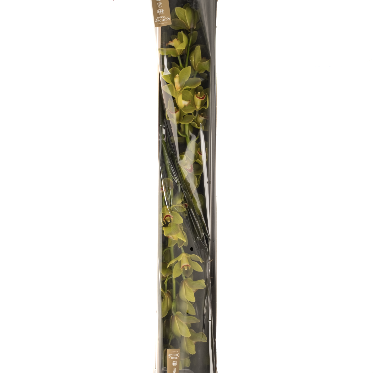 Cymbidium grün Jungle 13+Blüte 80cm