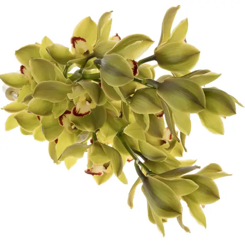 Cymbidium grün Jungle 13+Blüte 80cm
