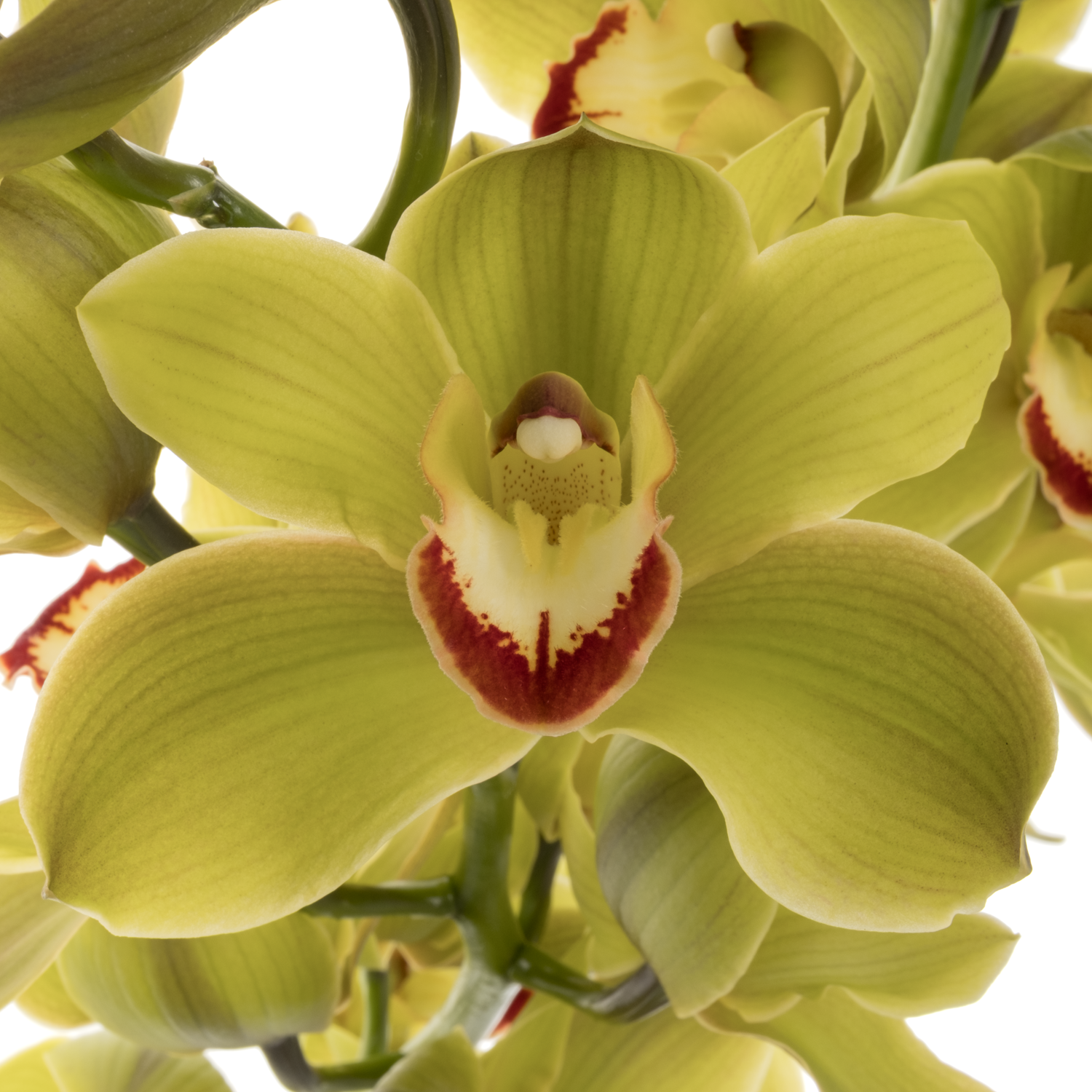 Cymbidium grün Jungle 13+Blüte 80cm