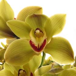 Cymbidium grün Jungle 13+Blüte 80cm