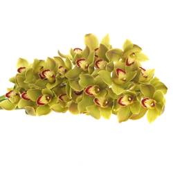 Cymbidium grün Jungle 13+Blüte 80cm
