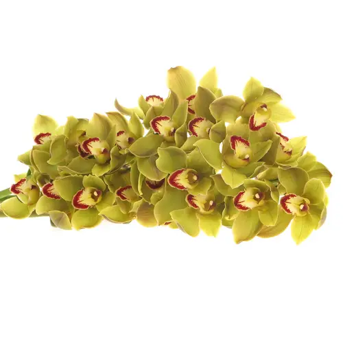 Cymbidium grün Jungle 13+Blüte 80cm