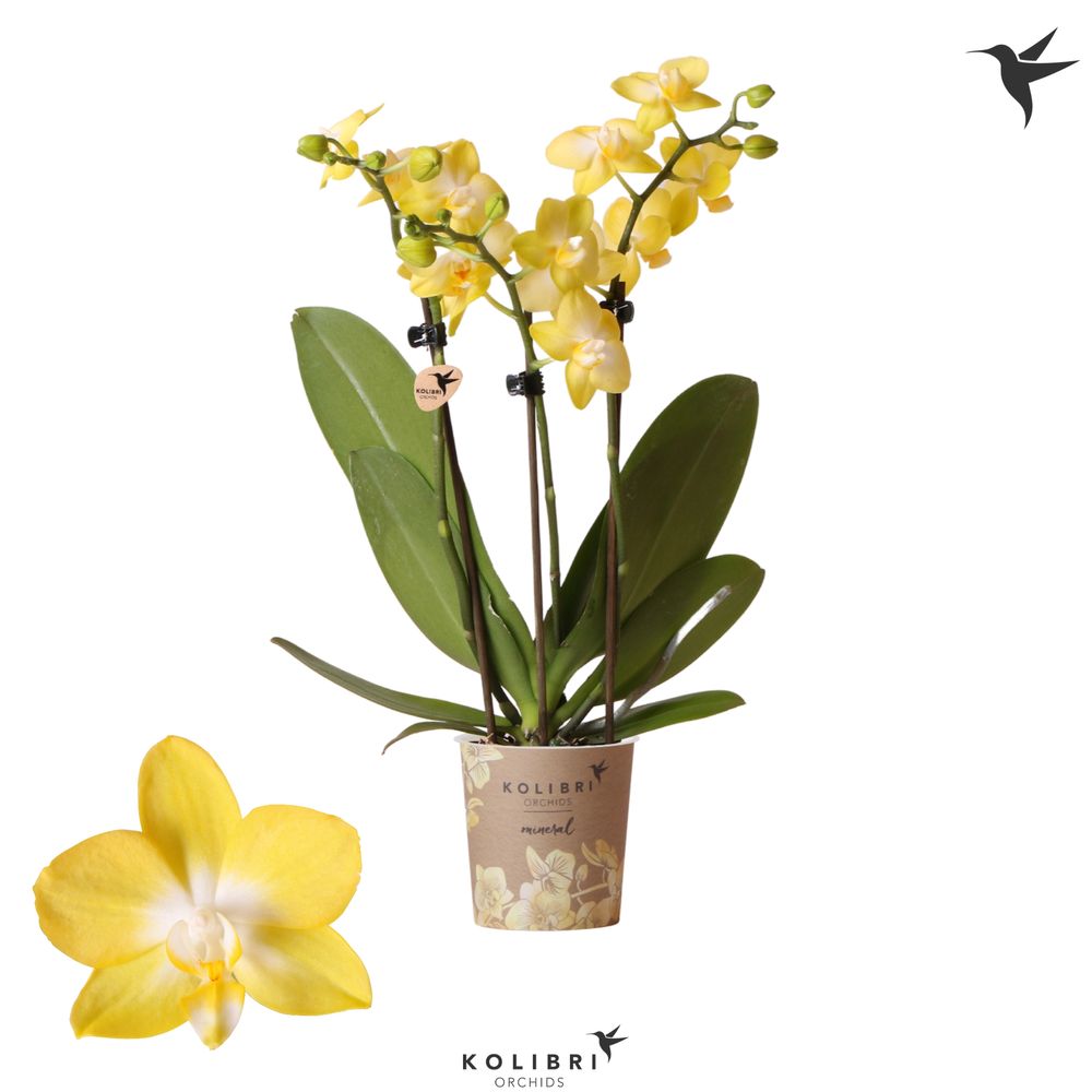 Phal.3-R gelb Colombia T09 H35