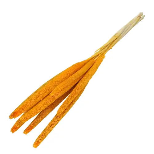Trocken Bapala gelb L65cm x10