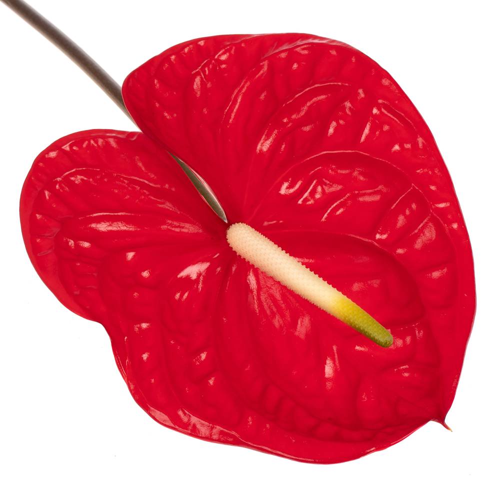 Anthurium rot Eterno Blüte 15cm
