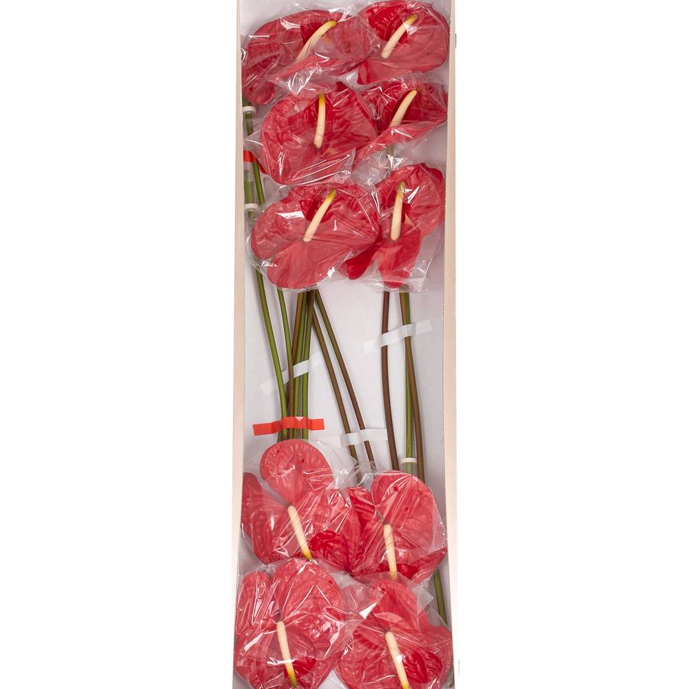 Anthurium rot Eterno Blüte 15cm