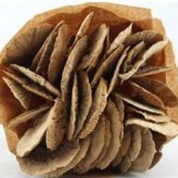 Trocken Pilz auf Stab natur L55cm x40