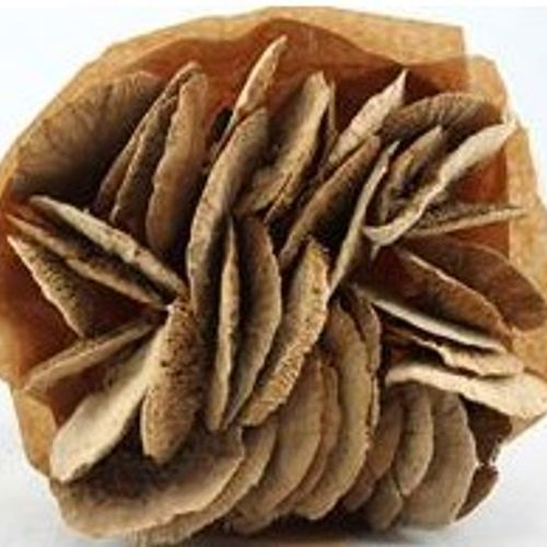 Trocken Pilz auf Stab natur L55cm x40