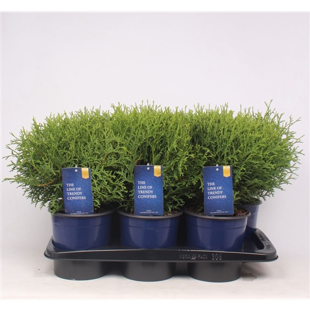 Thuja Tiny Tim T17 H40