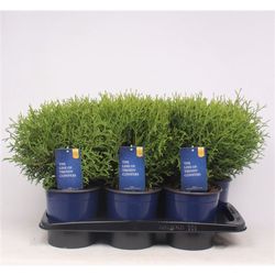 Thuja Tiny Tim T17 H40