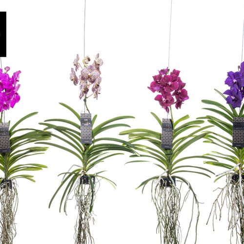 Vanda mix L T30 H060