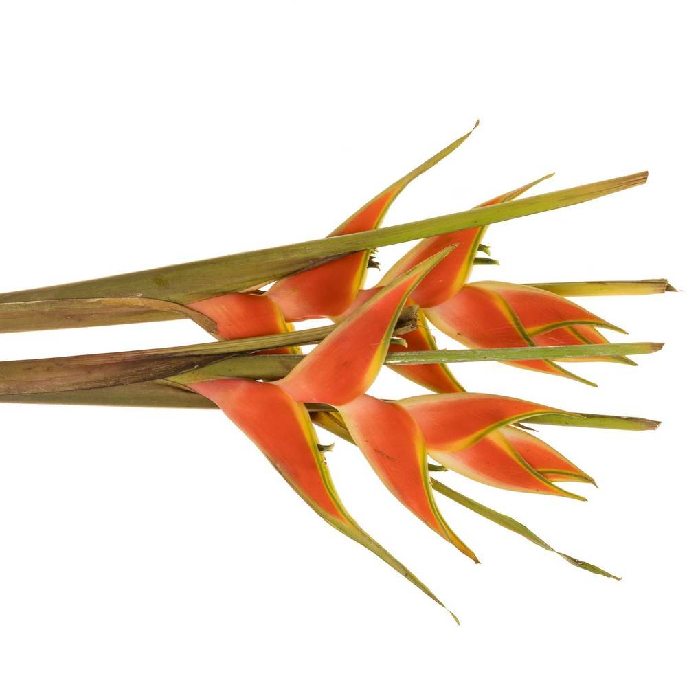 Heliconia Mittel rot/orange Jewel 90cm