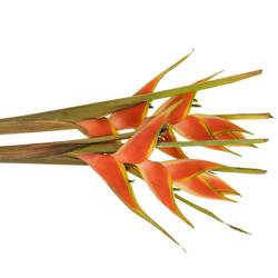 Heliconia Mittel rot/orange Jewel 90cm