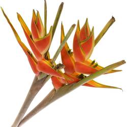 Heliconia Mittel rot/orange Jewel 90cm