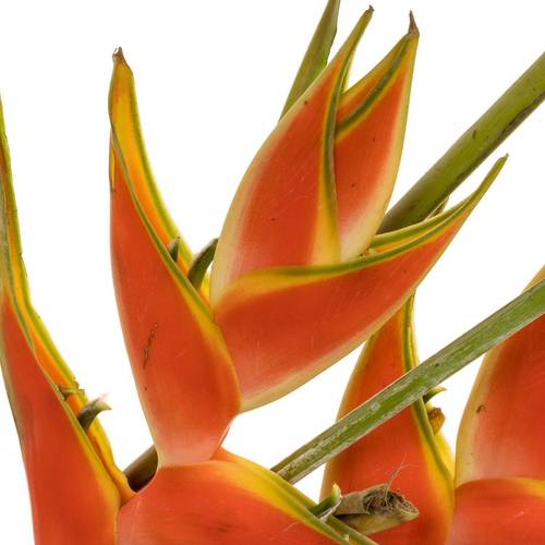 Heliconia Mittel rot/orange Jewel 90cm