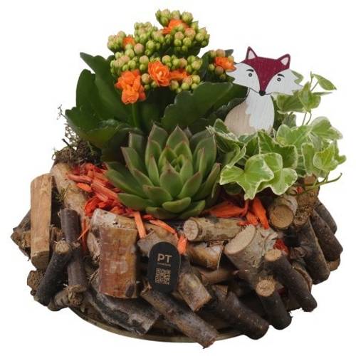 Kal.Arr PTHI3340 Herbst T20 H019