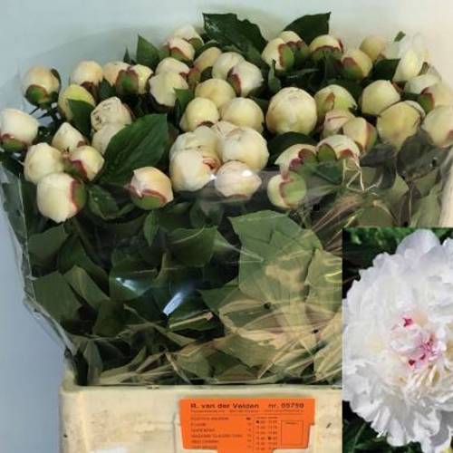 Pfingstrose weiss festiv maxima 60cm