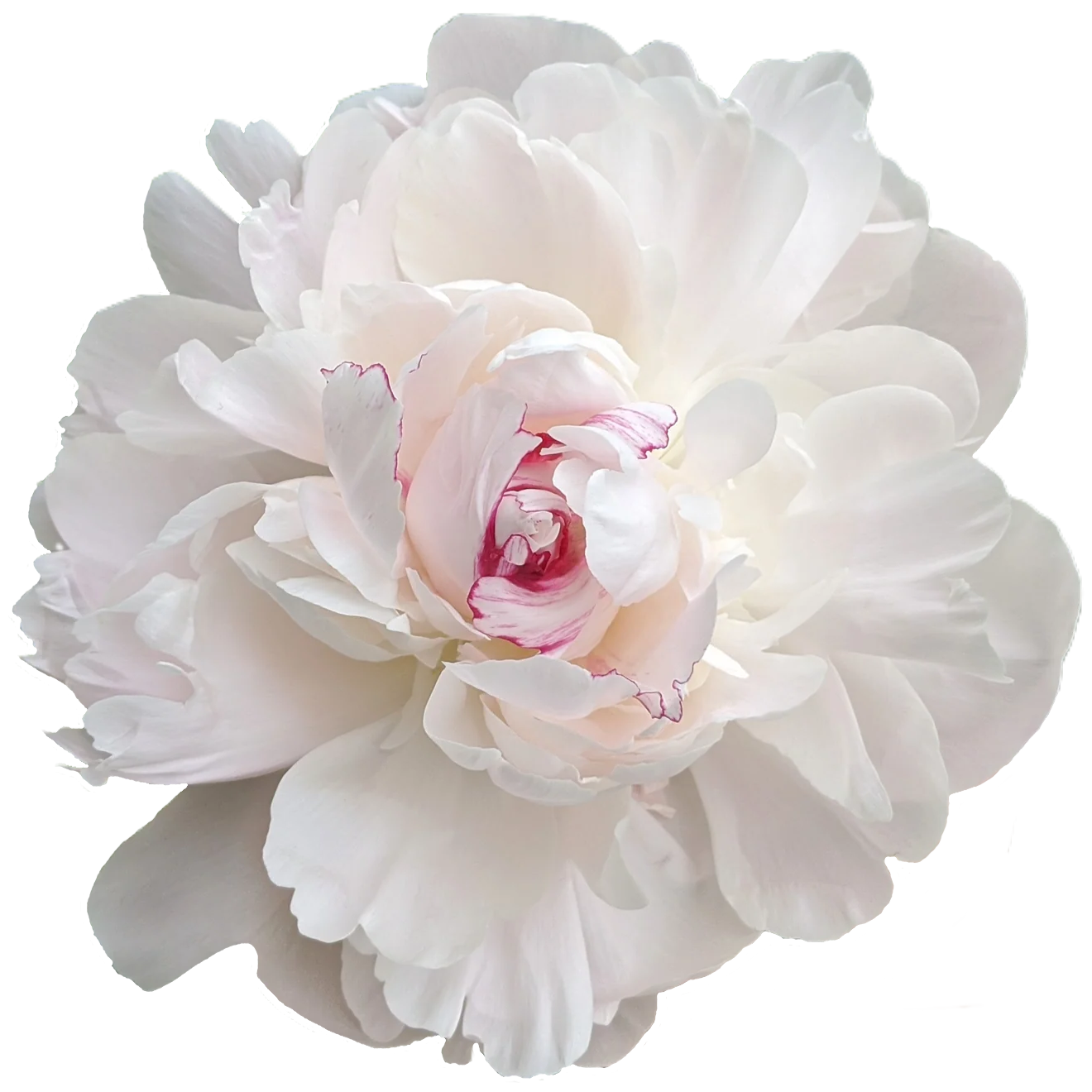 Pfingstrose weiss/creme Festiv Maxima 60cm