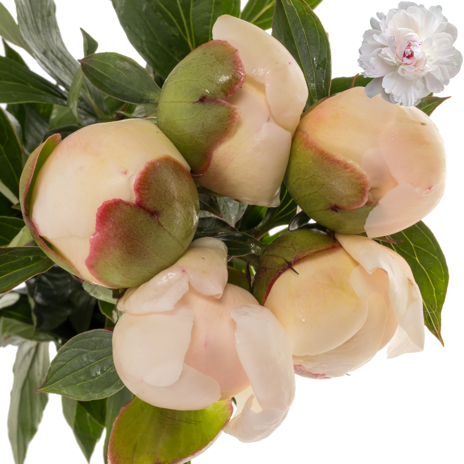 Pfingstrose weiss/creme Festiv Maxima 60cm