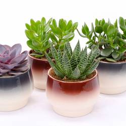 Succ. mix im Amalfi Keramik T14 H014