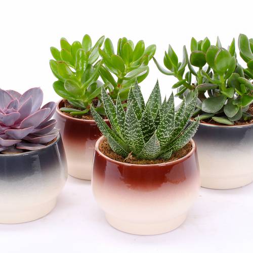 Succ. mix im Amalfi Keramik T14 H014