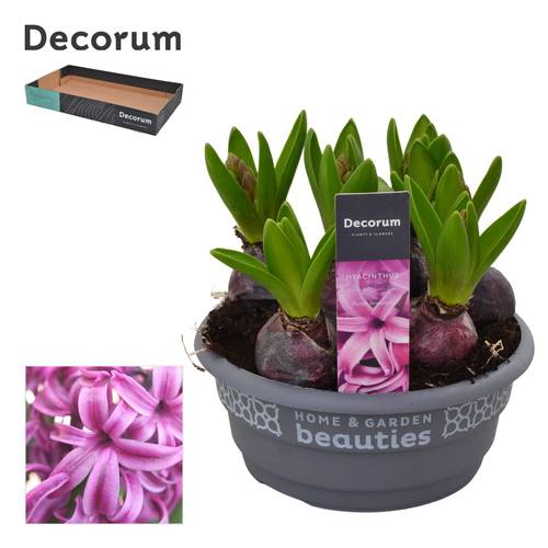 Hyazinthe 5er lila Purple Sensation Schale T16 H015