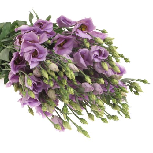 Lisianthus lavendel Piccolo Einfach 5+B.70cm