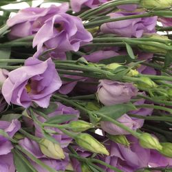 Lisianthus lavendel Piccolo Einfach 5+B.70cm