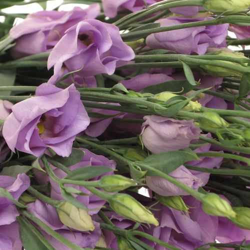 Lisianthus lavendel Piccolo Einfach 5+B.70cm