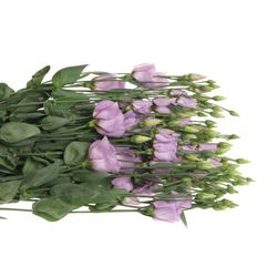 Lisianthus lavendel Piccolo Einfach 5+B.70cm