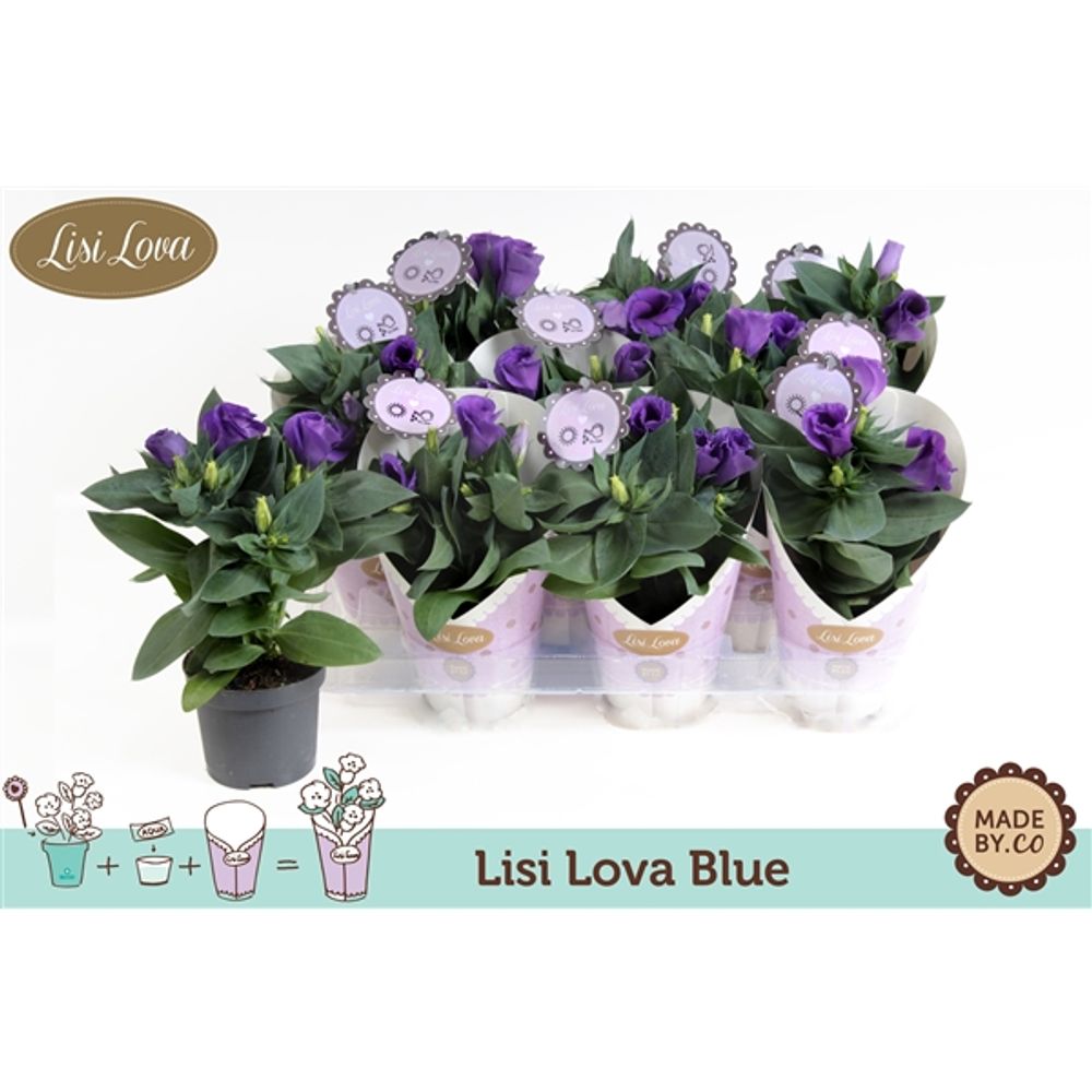 Lisianthus blau T09 H22