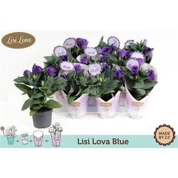 Lisianthus blau T09 H22