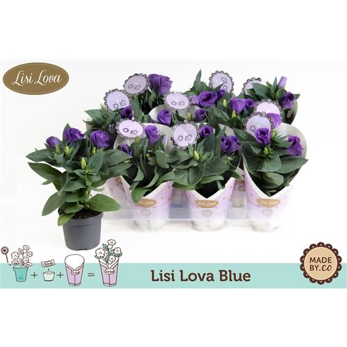 Lisianthus blau T09 H22