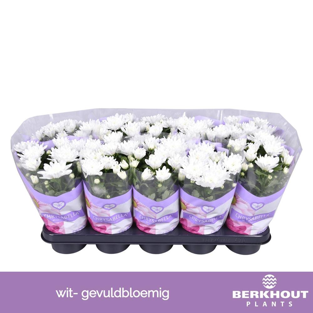 Chrysantheme Gef. weiss T12 H026