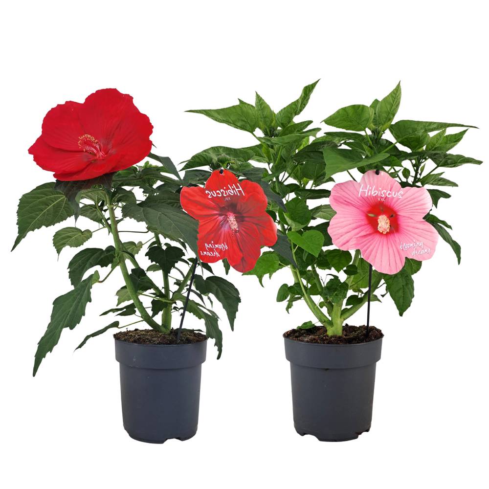 Hibiscus mix Extreme T17 H060