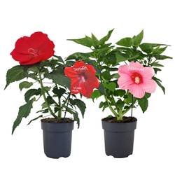 Hibiscus mix Extreme T17 H060