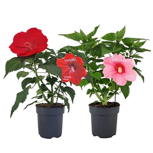 Hibiscus mix Extreme T17 H060