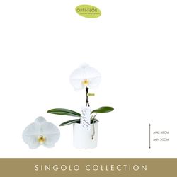 Phal.1-R weiss Singolo Tosha T09 H25 